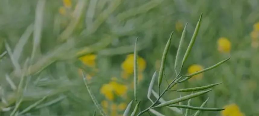 油菜种植黄金期你知道吗？