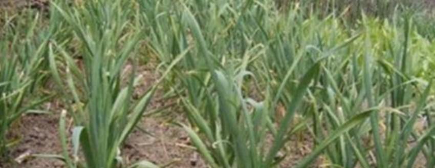 错过10月上旬，10月中旬以后种植大蒜晚不晚？需要注意什么？