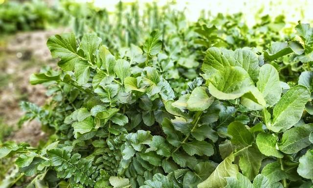 种白菜、萝卜老是长不好，可能你还在用老方法浇水，现在改还不晚