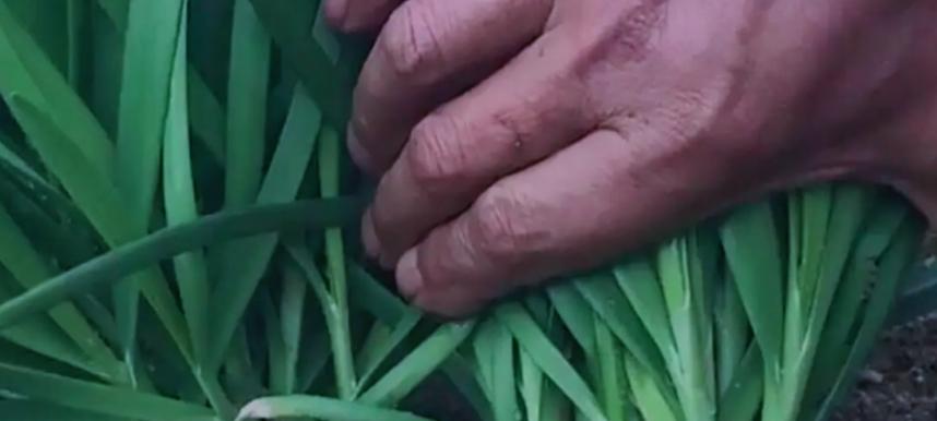 韭菜最后一茬割完，这俩工作得赶紧做