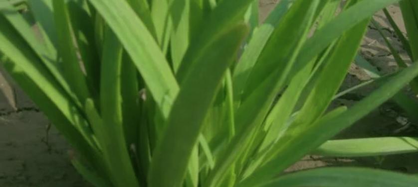韭菜最后一茬割完，这俩工作得赶紧做
