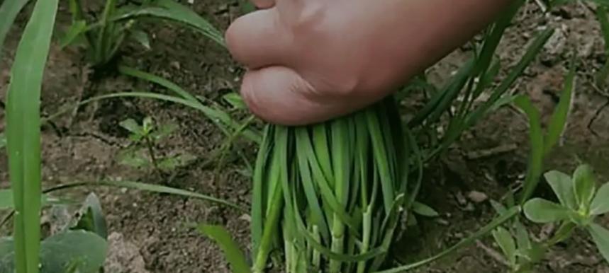 韭菜最后一茬割完，这俩工作得赶紧做