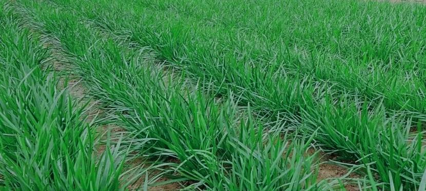 韭菜最后一茬割完，这俩工作得赶紧做