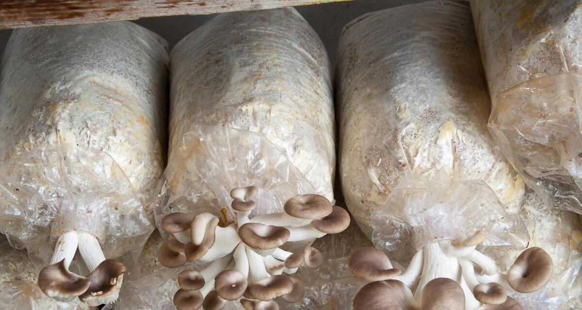 土壤发硬和板结种啥也不长，6种天然松土剂，土壤立马疏松如棉-今日头条
