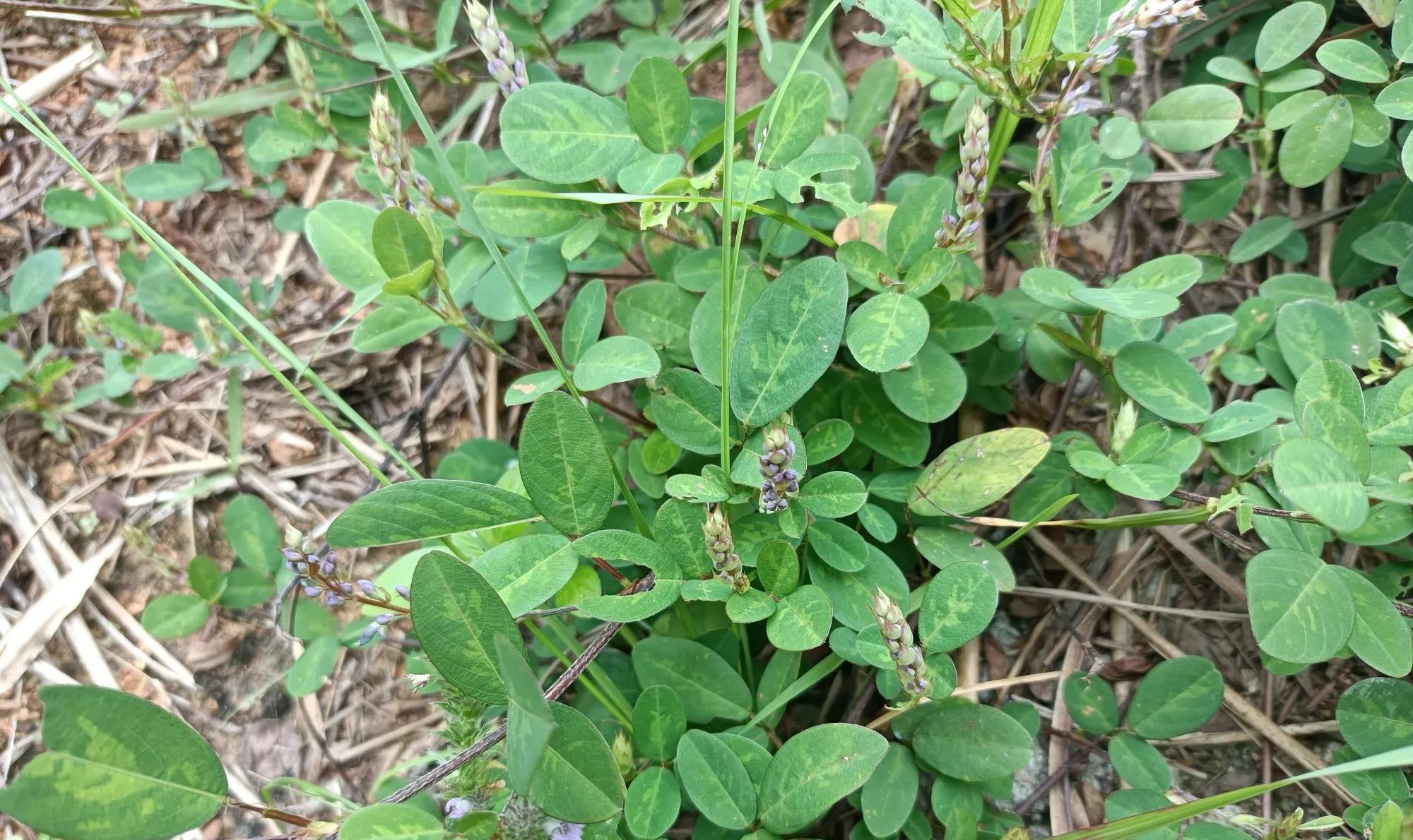 酷似花生，俗称“结石草”，在山坡上就有，农村小孩不吃饭就找它