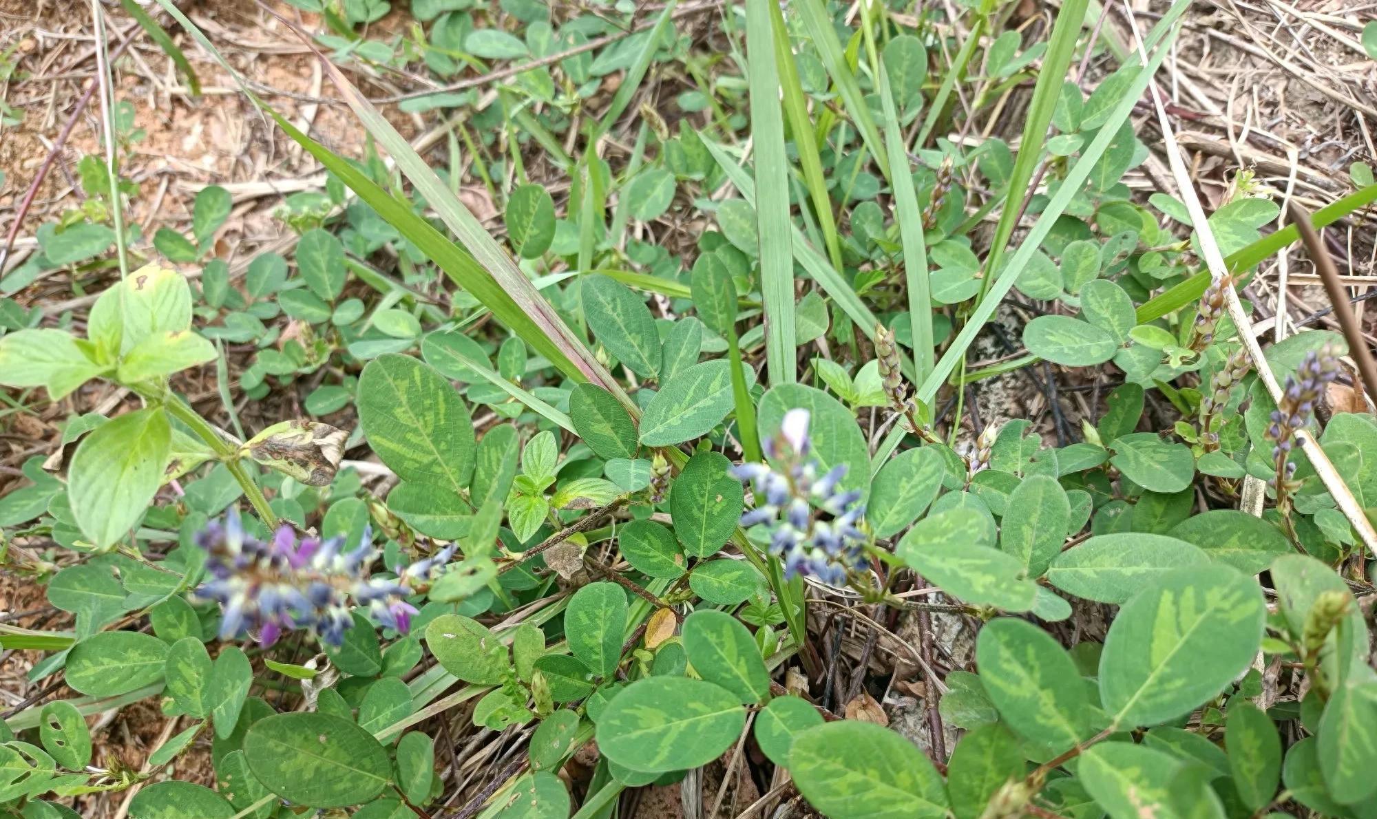 酷似花生，俗称“结石草”，在山坡上就有，农村小孩不吃饭就找它