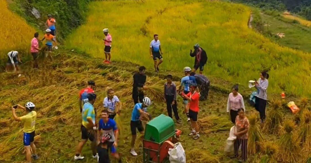 一脸懵！老人田间忙收割，30人“骑行队”路过，瞬间收完，真好！