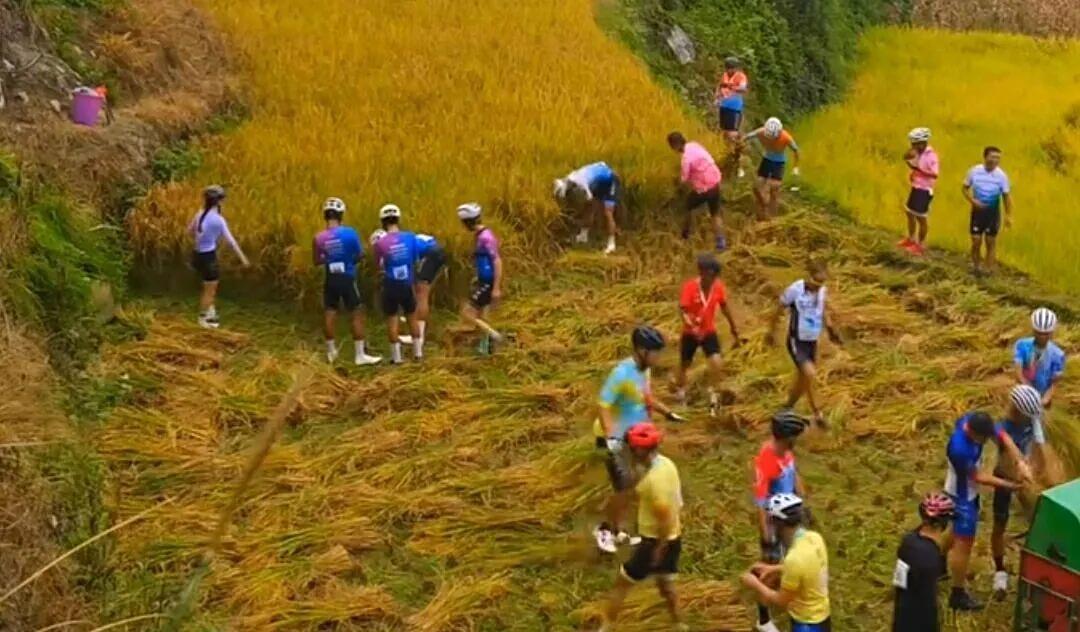 一脸懵！老人田间忙收割，30人“骑行队”路过，瞬间收完，真好！