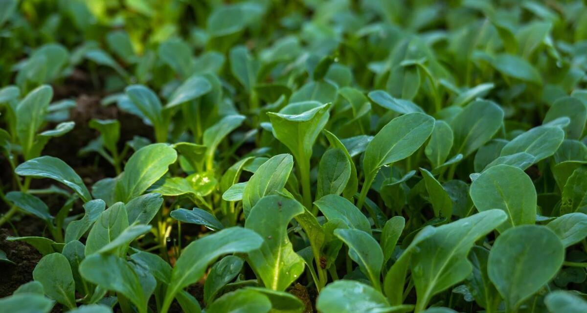 寒露过后，赶紧种植这六种蔬菜，最快20天就可收成