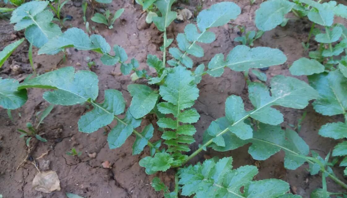 寒露过后，赶紧种植这六种蔬菜，最快20天就可收成