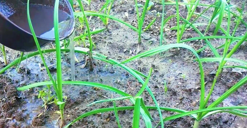 寒露过后，赶紧种植这六种蔬菜，最快20天就可收成