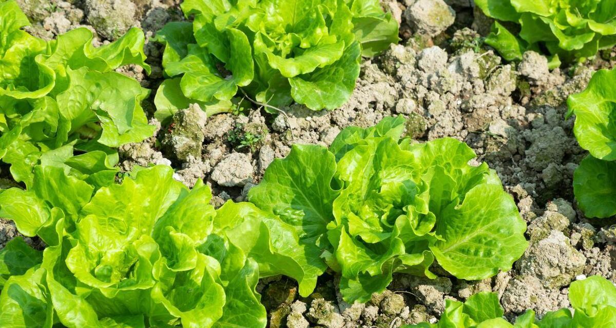寒露过后，赶紧种植这六种蔬菜，最快20天就可收成