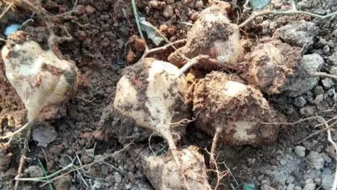 寒露过后，赶紧种植这六种蔬菜，最快20天就可收成