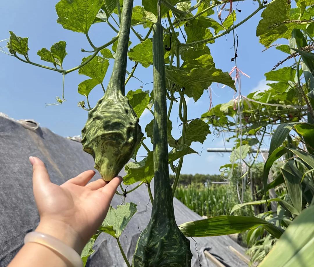 男子离家2个月，厕所门口长出“皮搋子”，到底是啥？网友：好酷