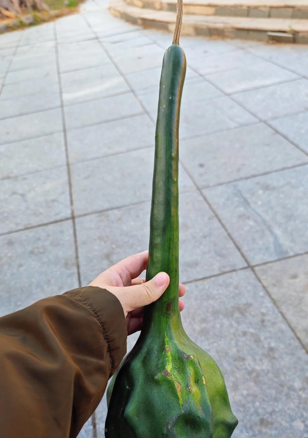 男子离家2个月，厕所门口长出“皮搋子”，到底是啥？网友：好酷