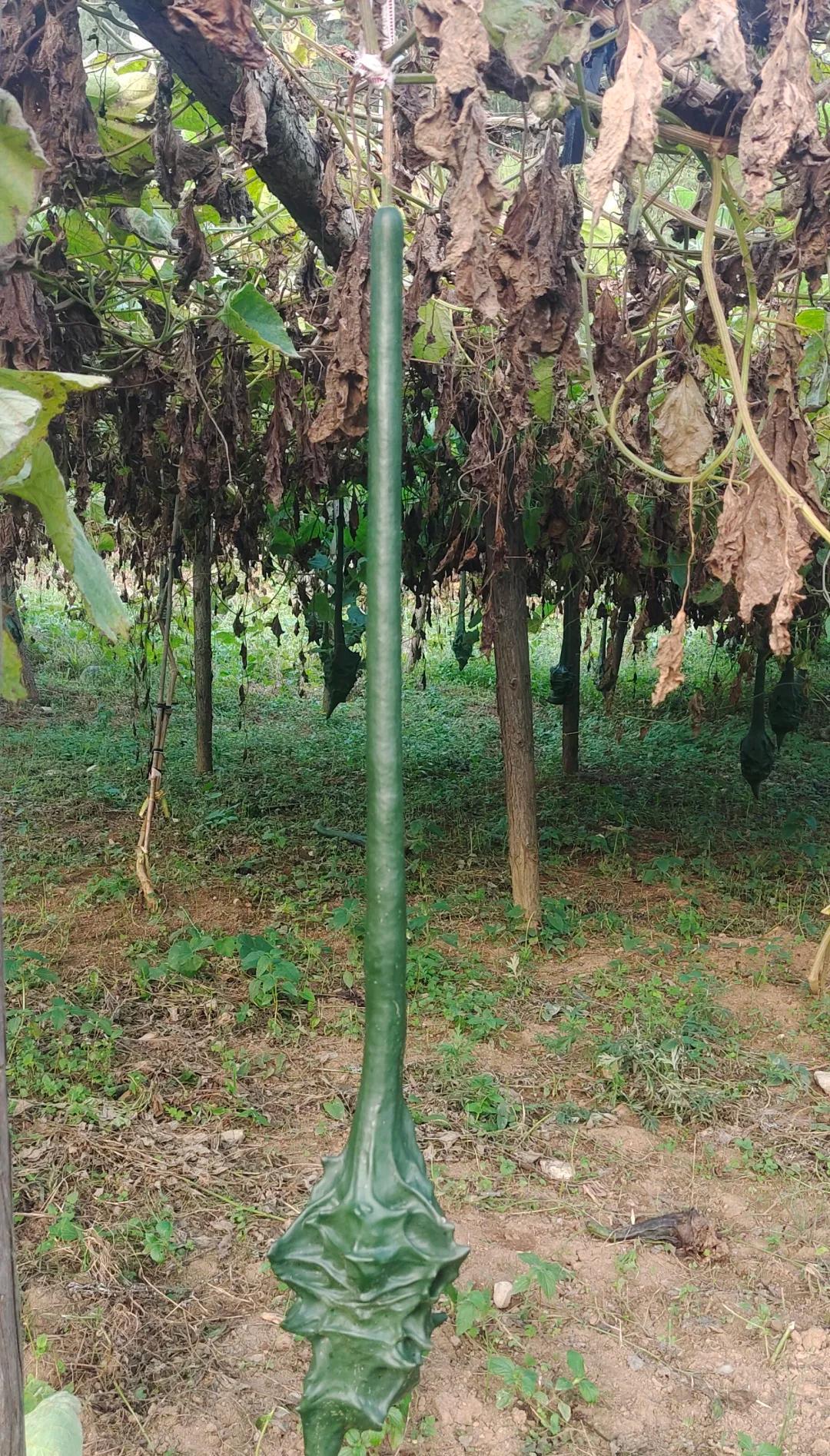 男子离家2个月，厕所门口长出“皮搋子”，到底是啥？网友：好酷