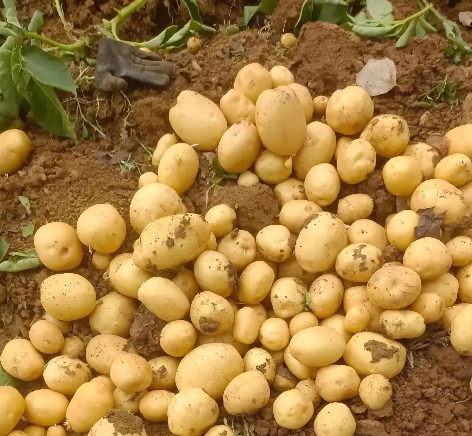 土豆收获记住这3个信号！晚收7天多产200斤，这样存到明年不发芽