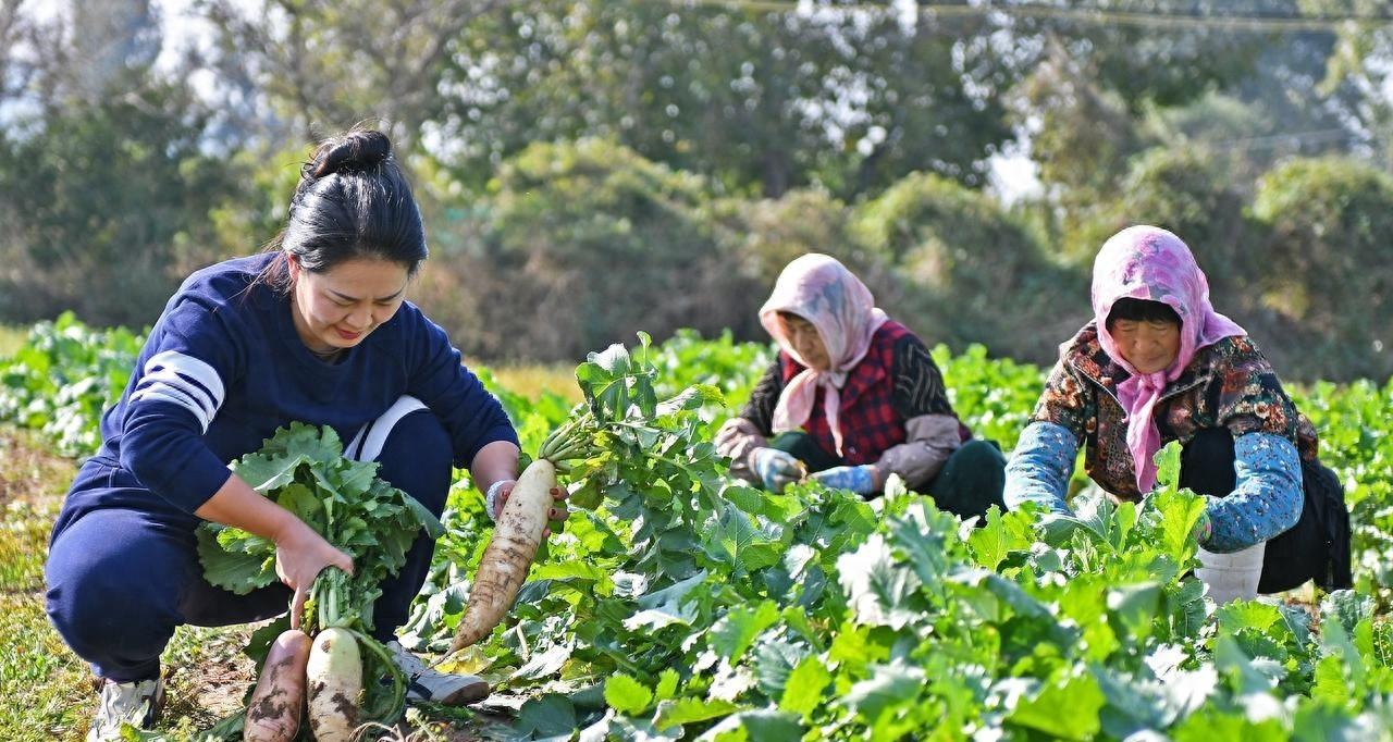 萝卜和白菜不到这个时候，先别急着采收，收早了吃亏，里面有说法