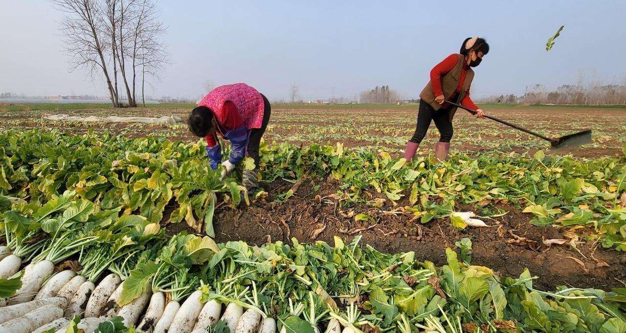 萝卜和白菜不到这个时候，先别急着采收，收早了吃亏，里面有说法