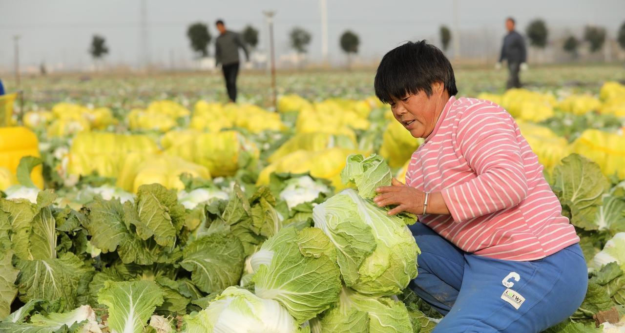 萝卜和白菜不到这个时候，先别急着采收，收早了吃亏，里面有说法
