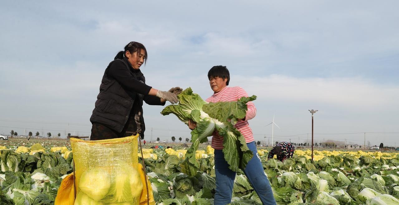 萝卜和白菜不到这个时候，先别急着采收，收早了吃亏，里面有说法