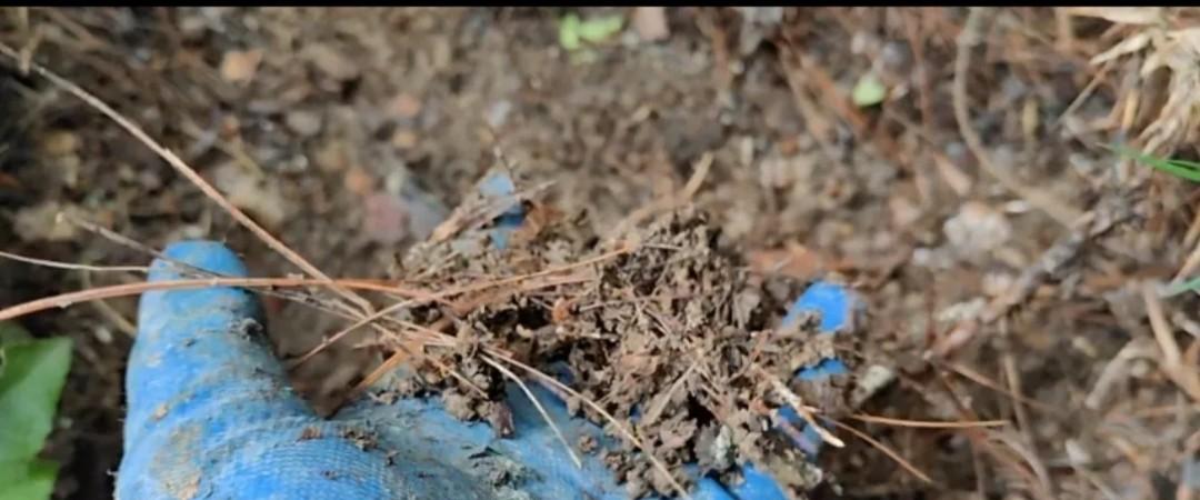 家庭种菜养土超简单的5个小技巧，最后一个人人都会，90%忽略不做