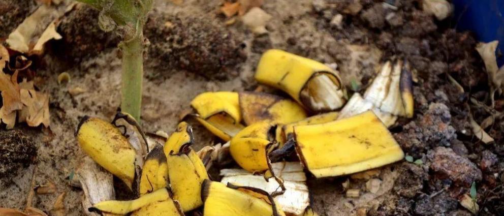 家庭种菜养土超简单的5个小技巧，最后一个人人都会，90%忽略不做