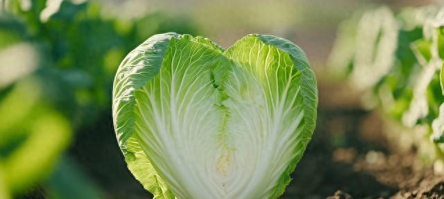 想白菜叶片绿、包心紧？喷这个就对啦