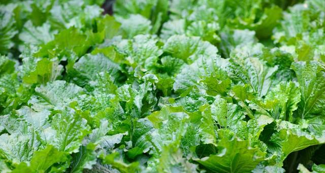 想白菜叶片绿、包心紧？喷这个就对啦