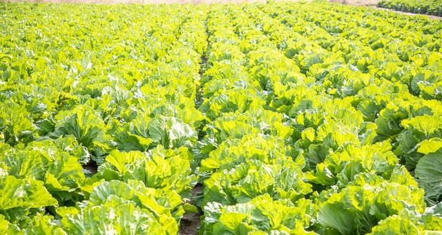 想白菜叶片绿、包心紧？喷这个就对啦