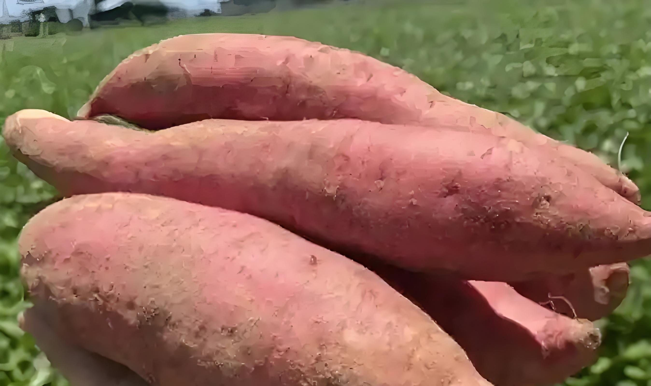红薯储存3招，放半年不烂不发芽！老农的土方法，真的管用吗？
