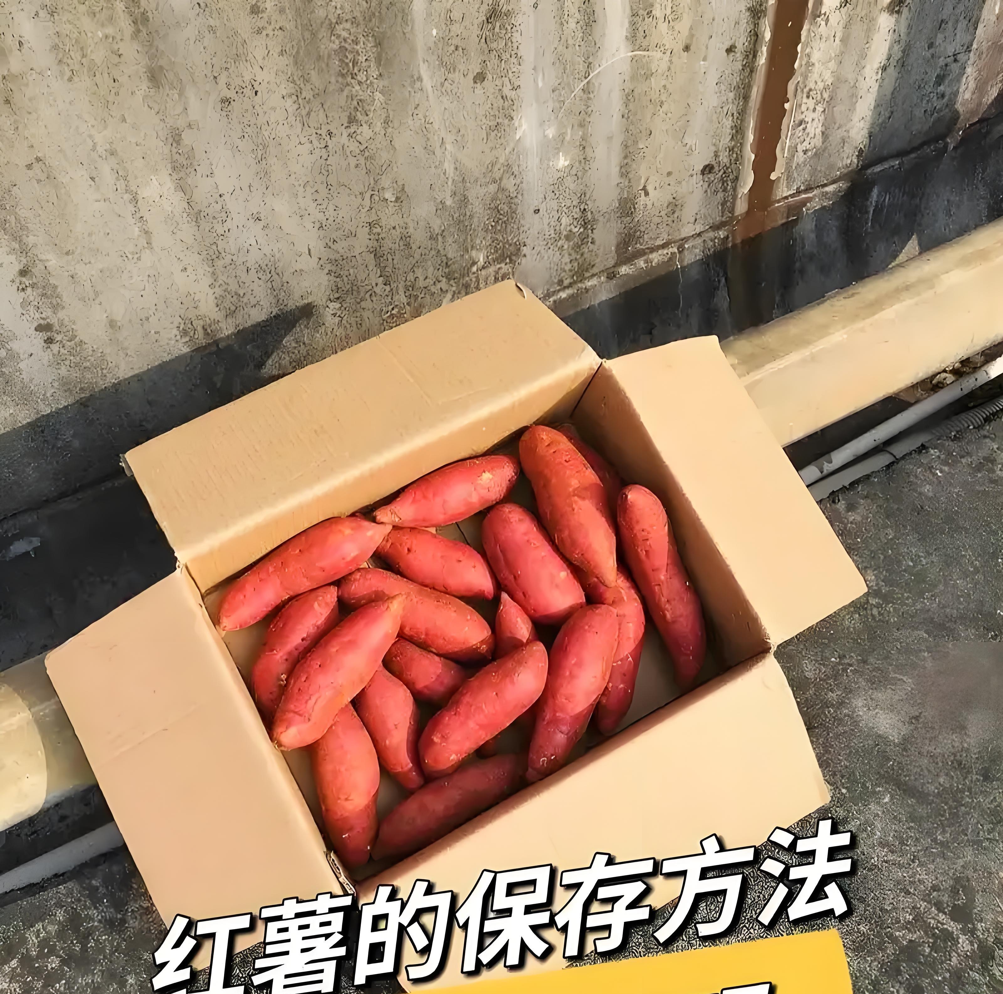 红薯储存3招，放半年不烂不发芽！老农的土方法，真的管用吗？