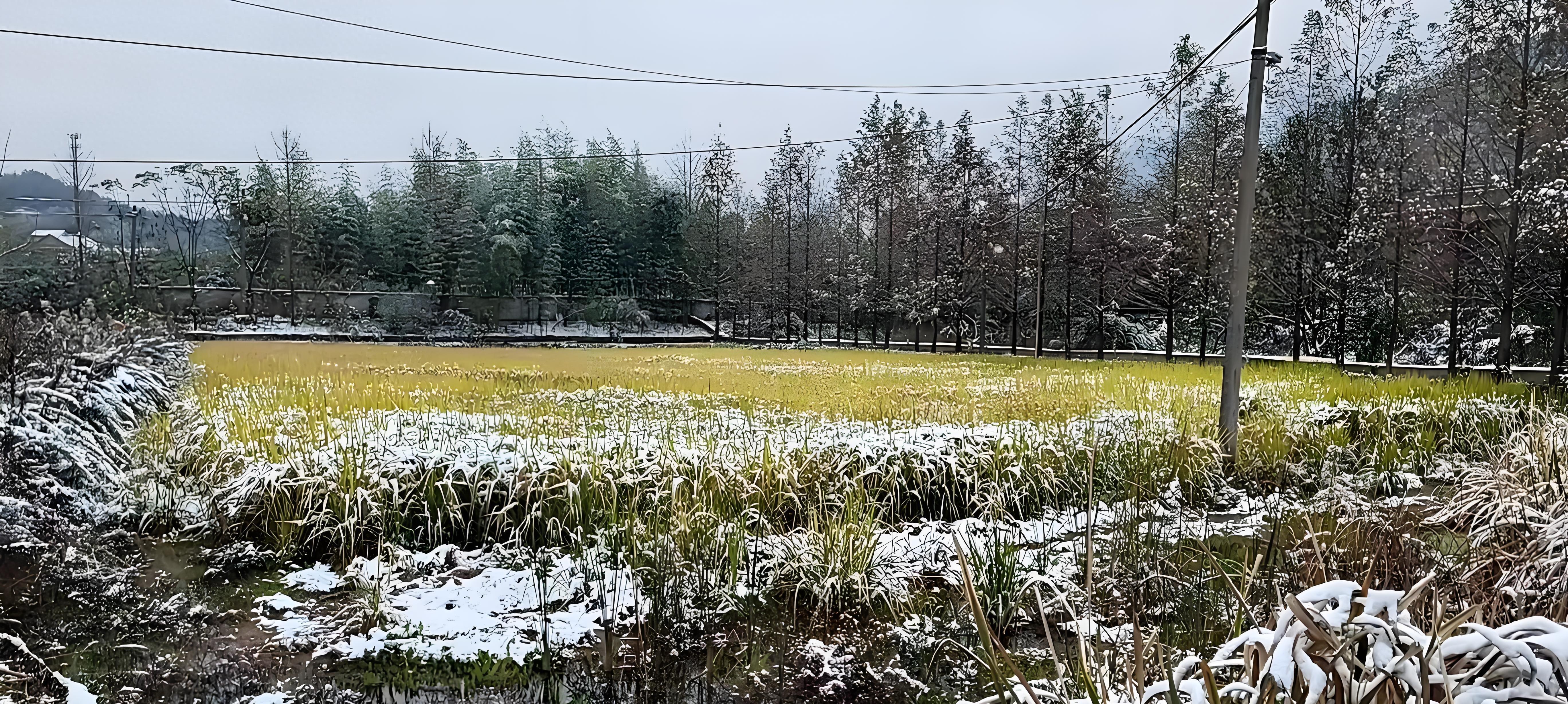 暴雪突袭东北！500万亩水稻边下边收还是等天晴？