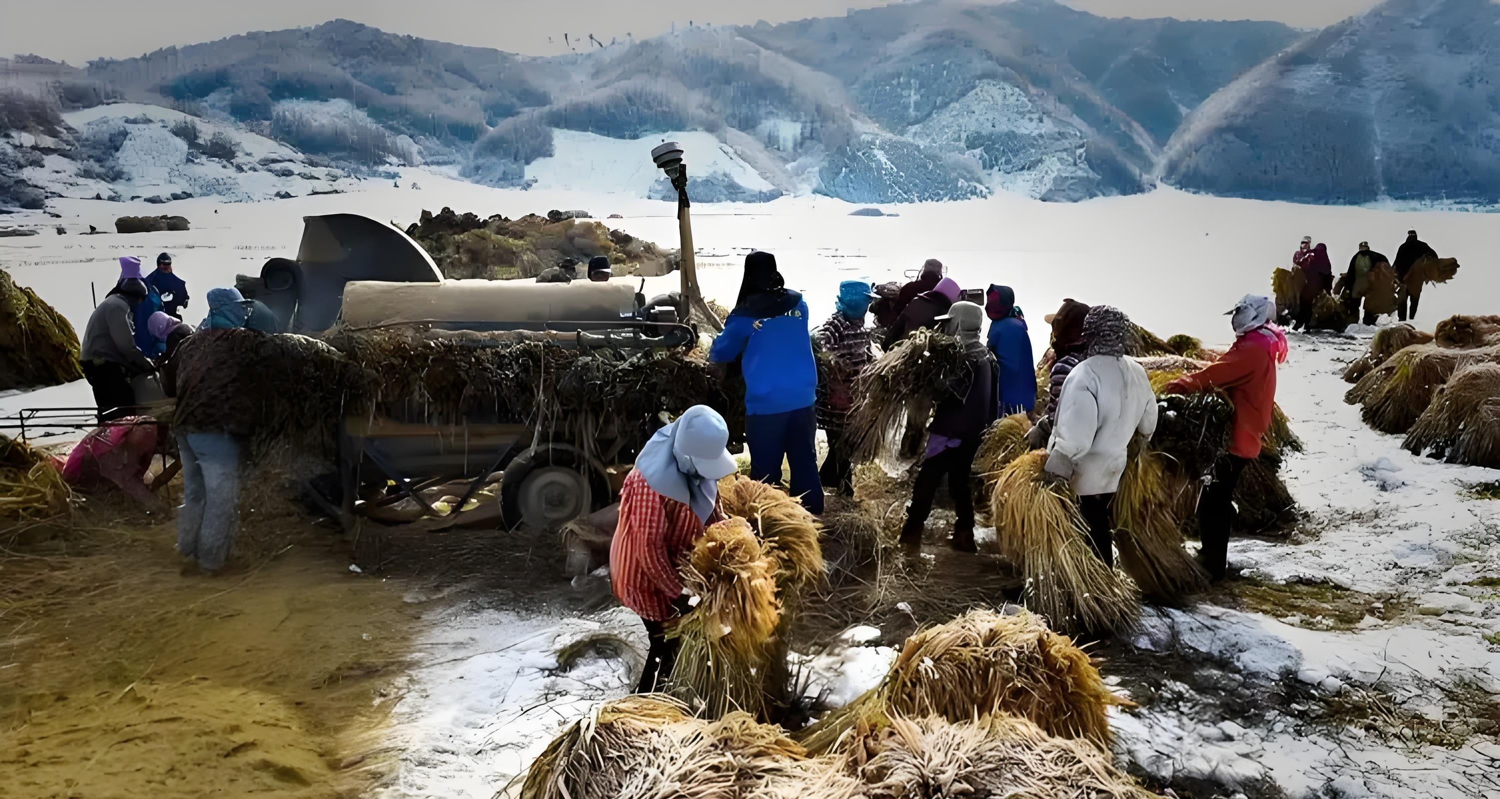 暴雪突袭东北！500万亩水稻边下边收还是等天晴？