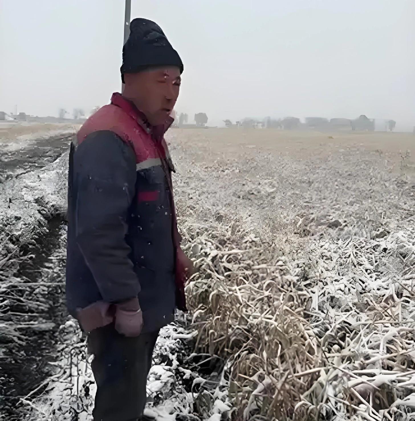 暴雪突袭东北！500万亩水稻边下边收还是等天晴？