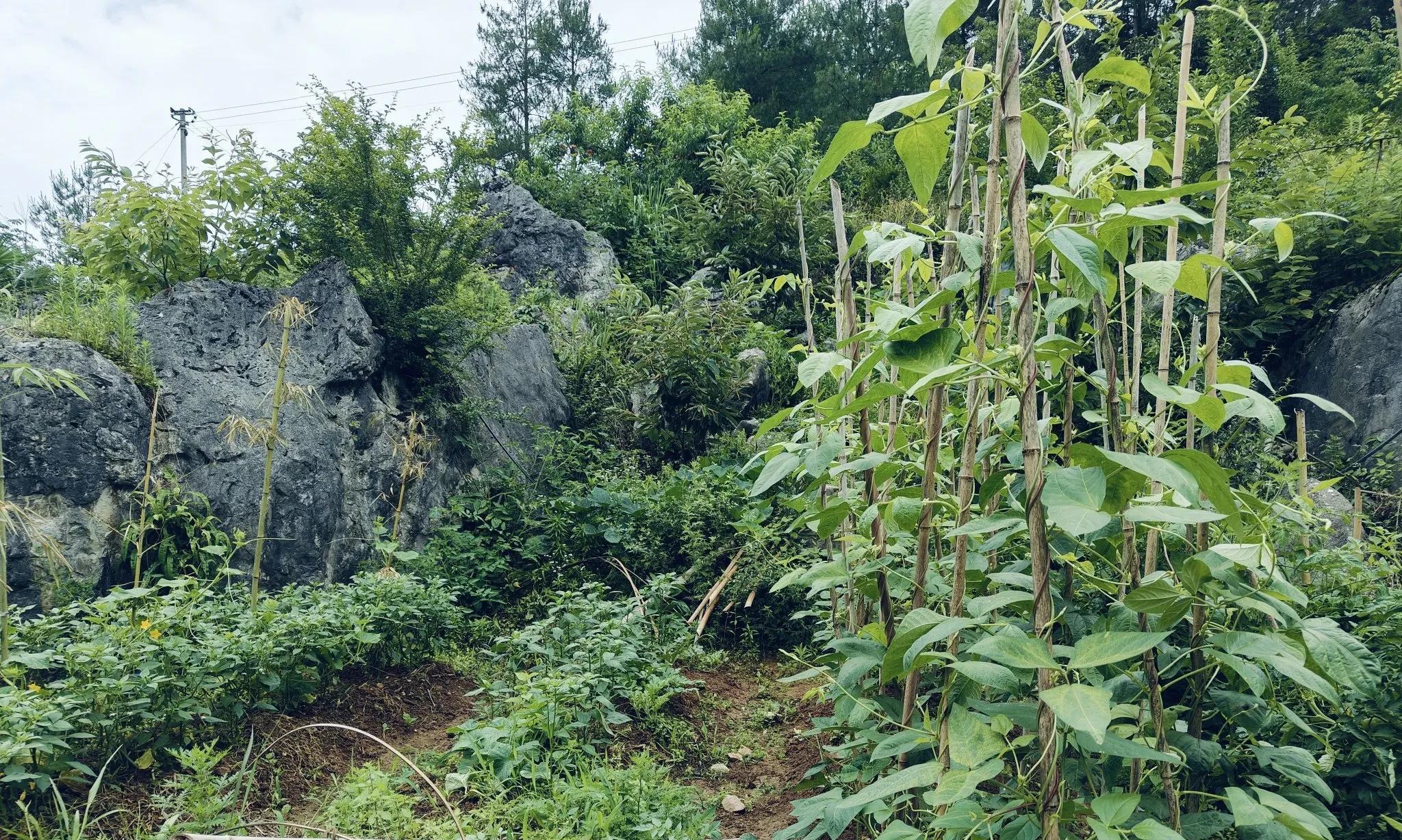 不管种什么菜，出现这5个信号说明水浇多了，第3个最容易被忽略！