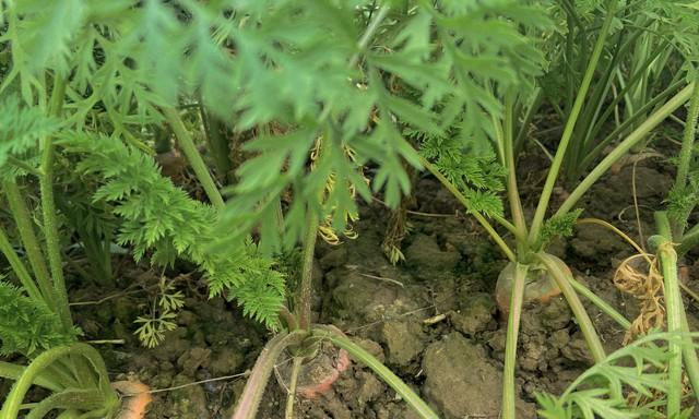 胡萝卜膨大期，牢记“3促2控1防”，个顶个粗壮不裂根！
