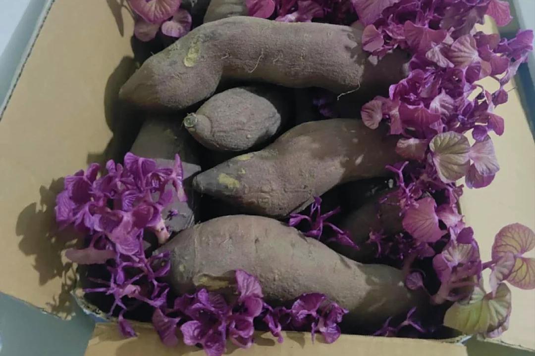 女子离家10天，一箱子红薯“想开了”，好好看，网友：种起来更美