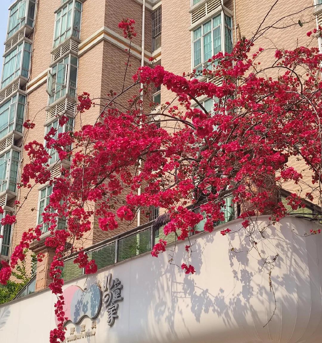 女子“一棵三角梅养10年，花开花败都极美”：小盆大树，逆天了~