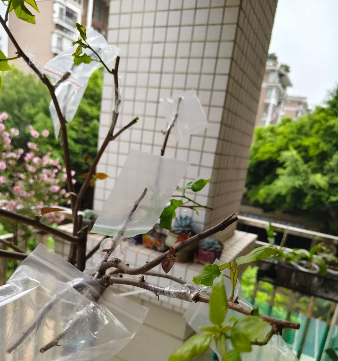 女子“一棵三角梅养10年，花开花败都极美”：小盆大树，逆天了~