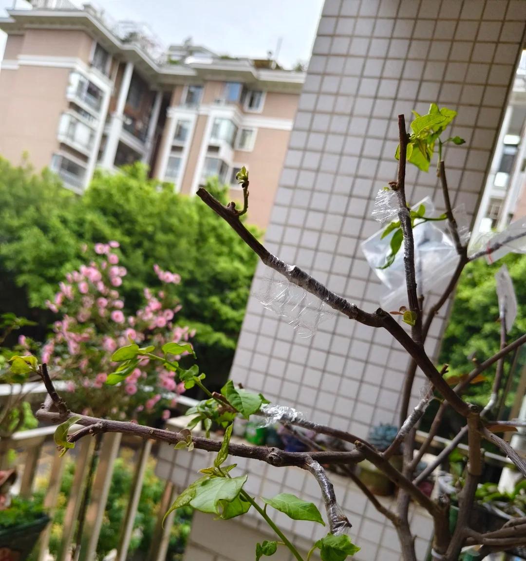 女子“一棵三角梅养10年，花开花败都极美”：小盆大树，逆天了~