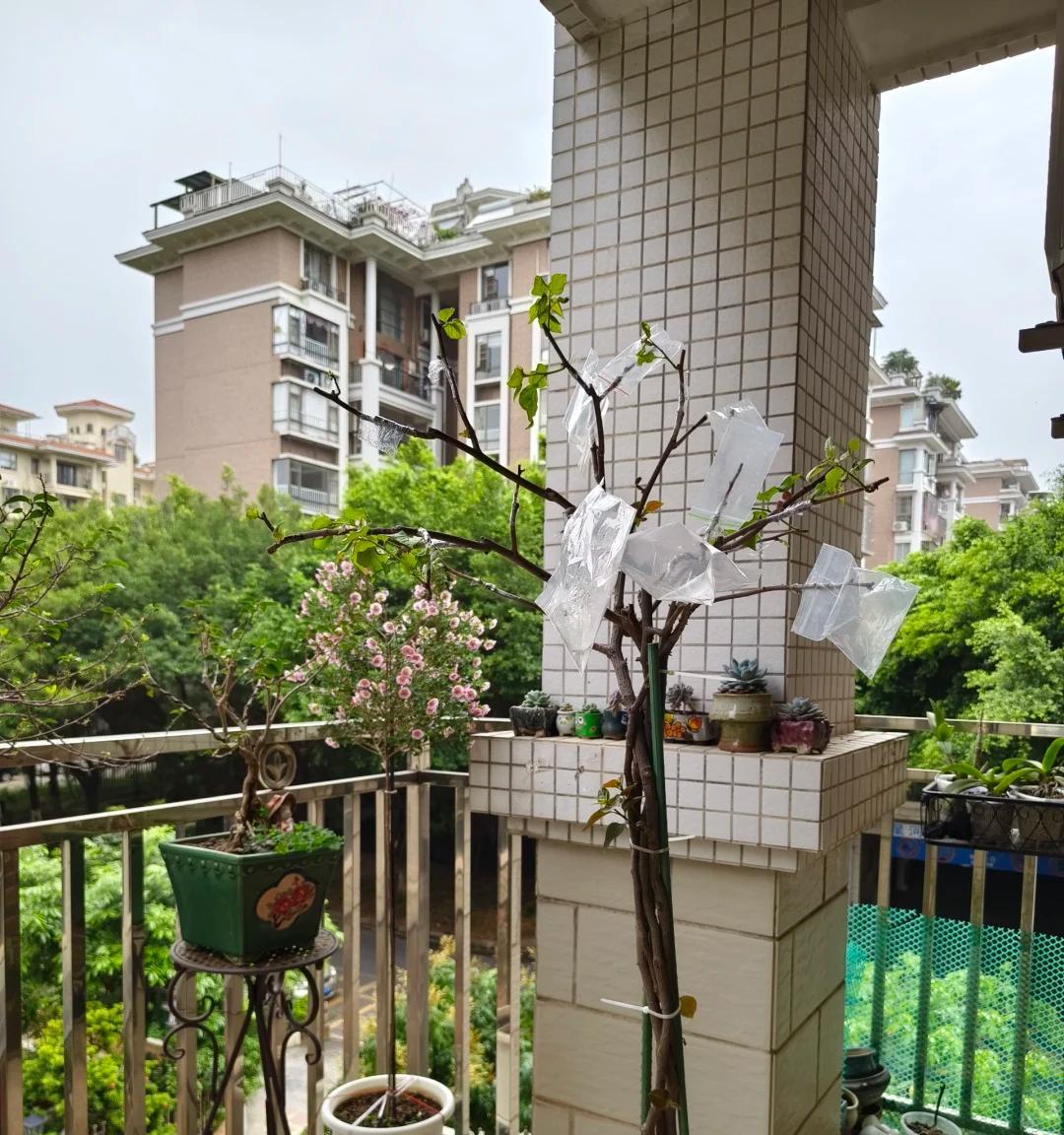女子“一棵三角梅养10年，花开花败都极美”：小盆大树，逆天了~