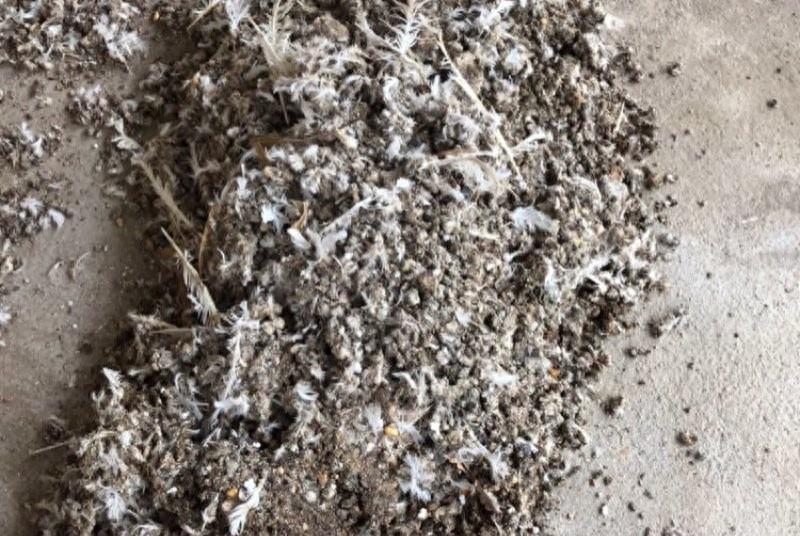 鸡粪：公认的好肥料，用不对就是“毒药”家庭种菜这步做错都白搭
