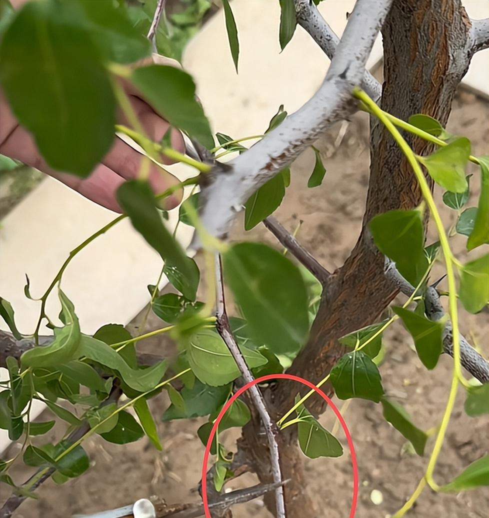 喜欢的枣树不用买，剪下根枝条带回家，就可以拥有一棵枣树苗