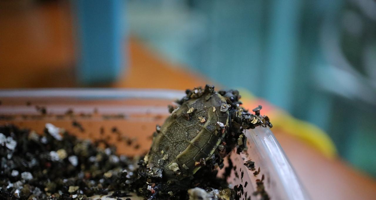 喜欢的枣树不用买，剪下根枝条带回家，就可以拥有一棵枣树苗