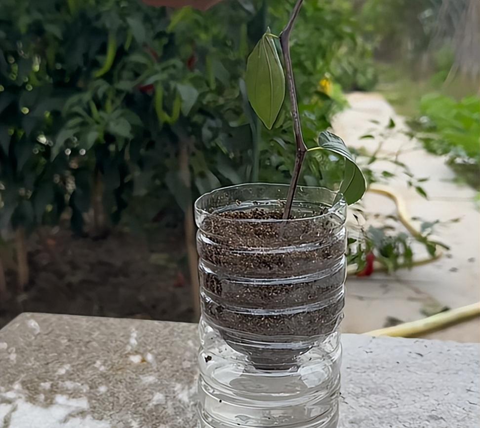 喜欢的枣树不用买，剪下根枝条带回家，就可以拥有一棵枣树苗