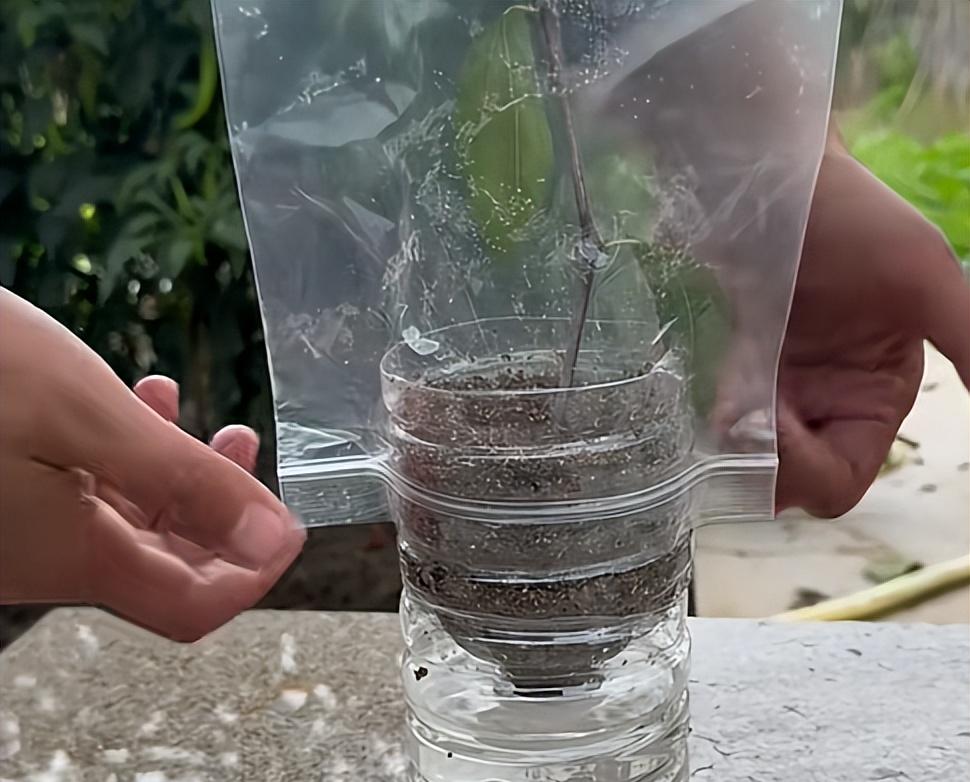 喜欢的枣树不用买，剪下根枝条带回家，就可以拥有一棵枣树苗