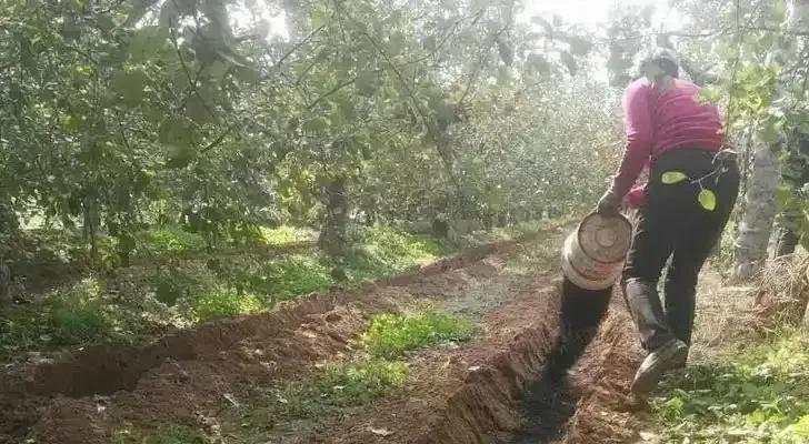 破解果树“花多果少”困局：以秋季科学施肥为核心的根本解决方案