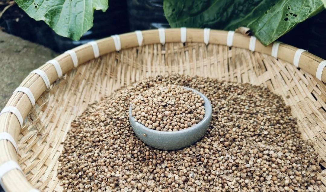 别被"不宜留种"吓着！留种不留种，自己说了算！这几种放心留种