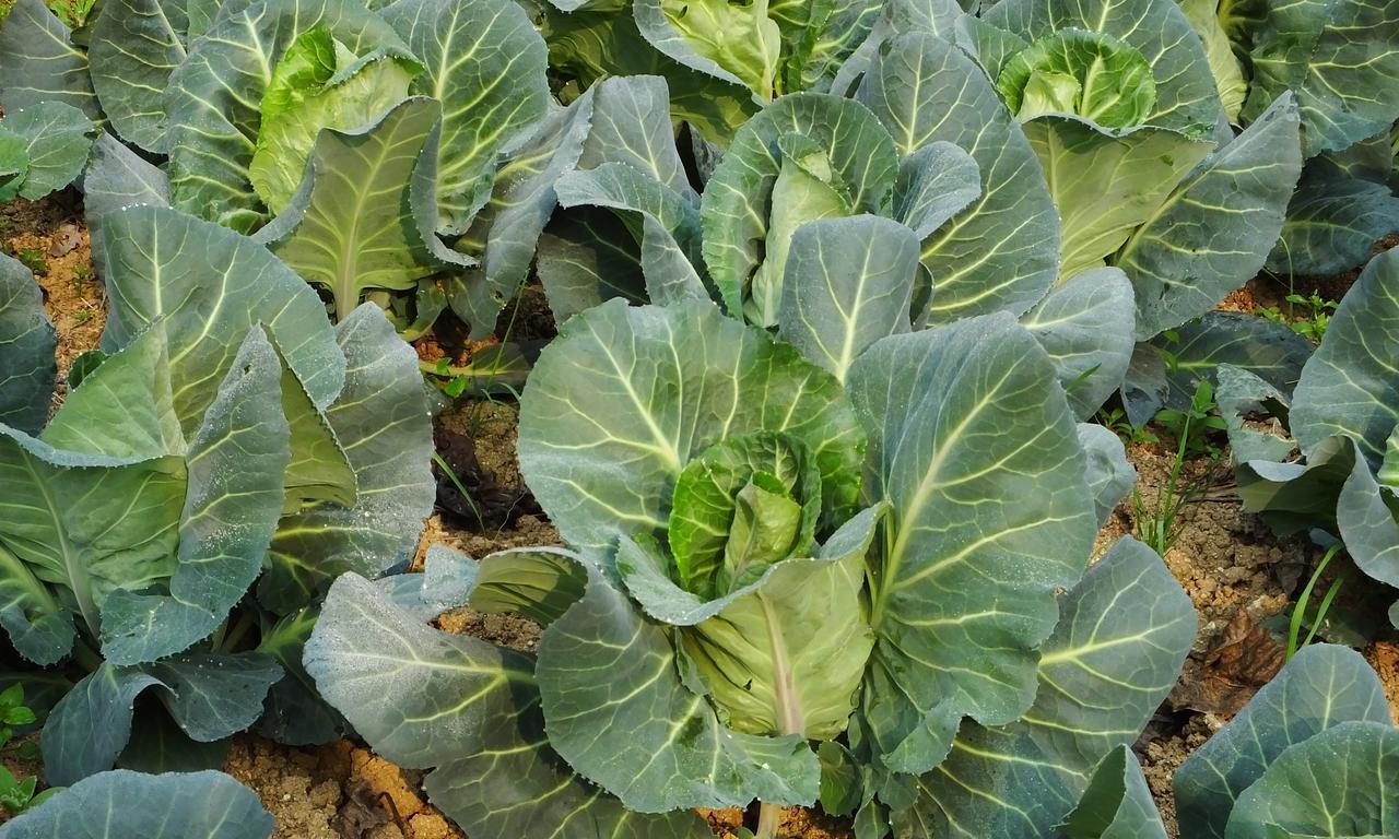 霜降后白菜不包心、青菜不长？4个妙招用上，冬天照样收好菜！